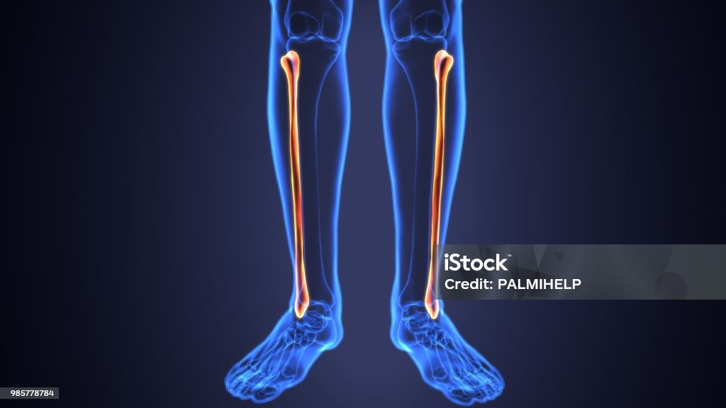 Wadenbein Knochen Anatomie Knochen Und Wirbelsäule Anatomie 3d ...
