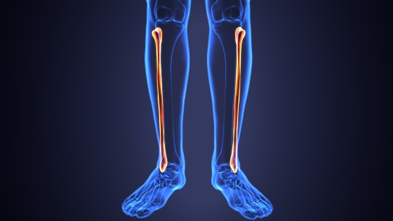 The fibula or calf bone is a leg bone located on the lateral side of the tibia, with which it is connected above and below. It is the smaller of the two bones, and, in proportion to its length, the slenderest of all the long bones. Its upper extremity is small, placed toward the back .