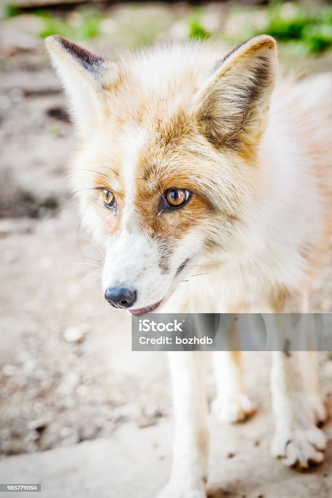 Portrait Of Golden Fox Stock Photo - Download Image Now - Agricultural  Field, Animal, Animal Body Part - iStock