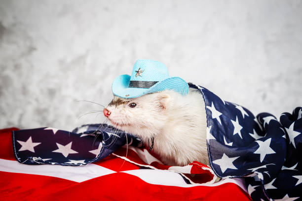 istock Little cute ferret on the USA flag 985785884