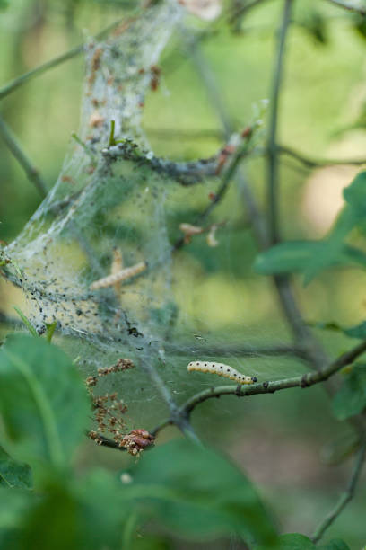 istock Group pest caterpillar on plant, worm 985789472