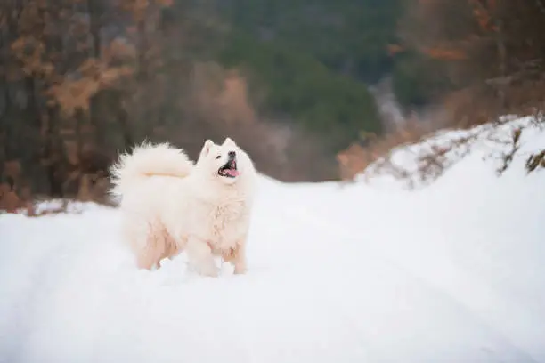 Beautiful samoyed dog playing on the snow in the mountain.