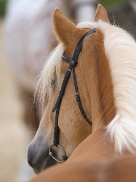 istock Haflinger Horse Head Shot 985795972
