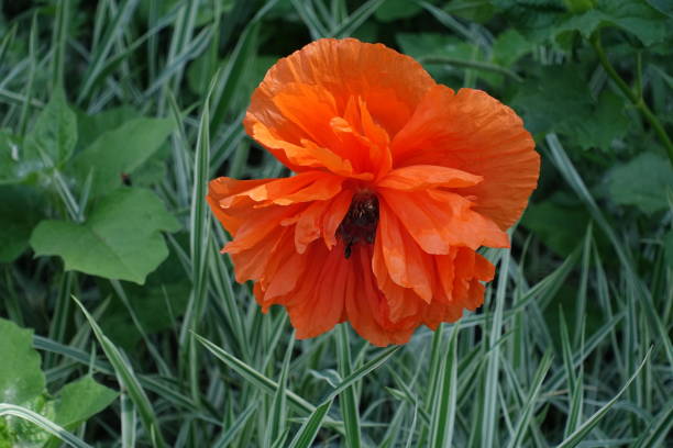 один оранжевый цветок восточного мака - oriental poppy стоковые фото и изображения