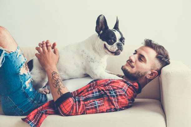 istock French Bulldog dog with affectionate attitude with his owner 985801470