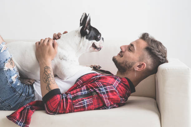 French Bulldog dog with affectionate attitude with his owner French Bulldog dog with affectionate attitude with his owner dressed in plaid shirt lying on the sofa spanish bulldog stock pictures, royalty-free photos & images