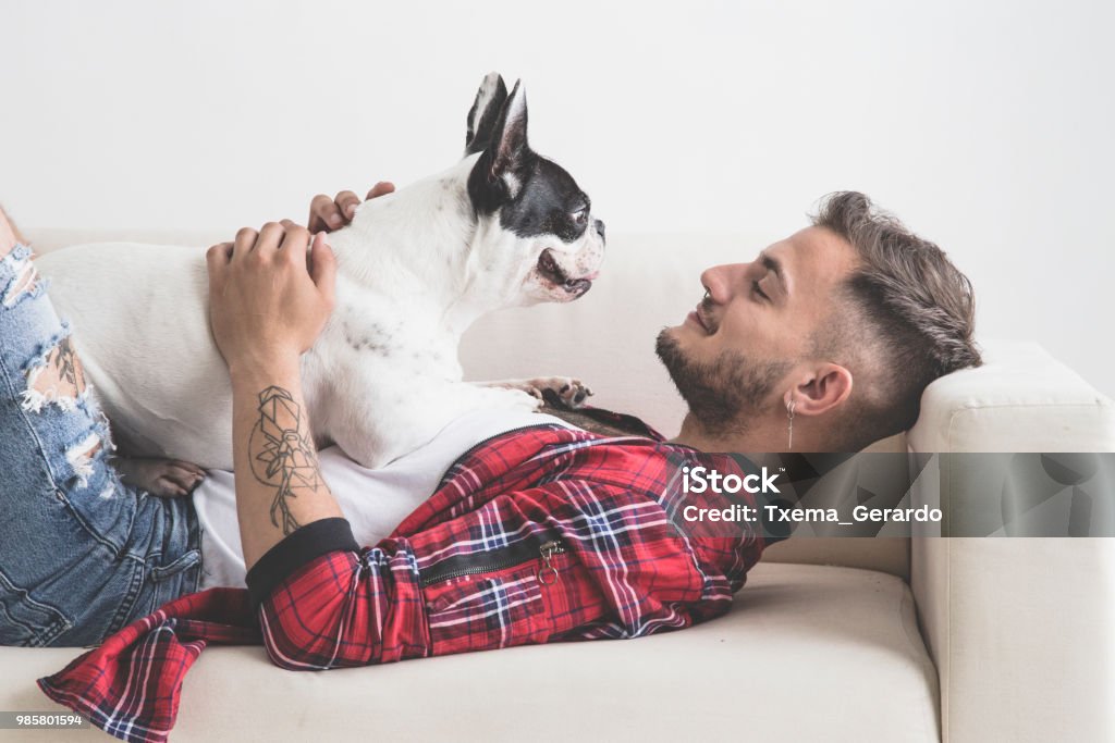 Cachorro de buldogue francês com atitude afetuoso com seu dono - Foto de stock de Cão royalty-free