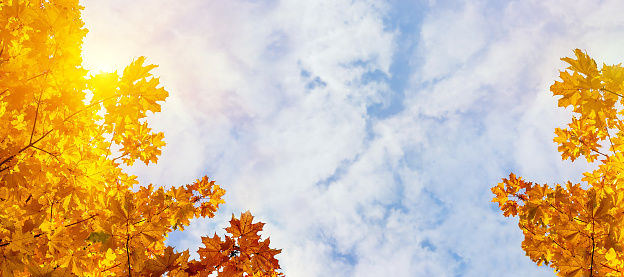 Multicolor maple leaves on the background of sunny autumn sky. Bright autumn foliage background. Copy space