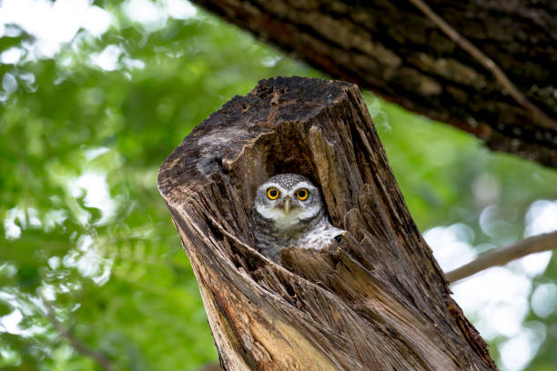 istock spotted owl in Thailand 985808088