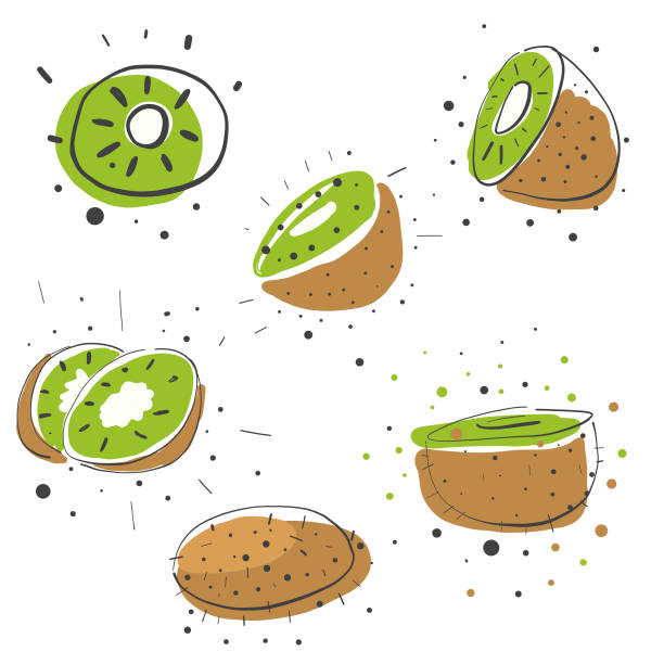 ilustrações, clipart, desenhos animados e ícones de desenhos de lápis de kiwi - fruta kiwi