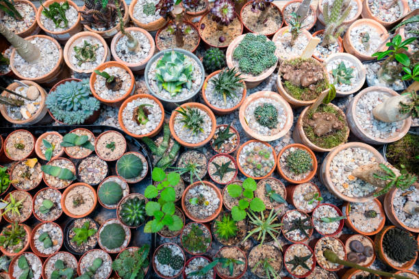 istock variety of cactus flowers 985810954