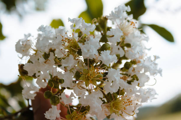 istock Trees blossoming in the summer time in Virginia 985812182