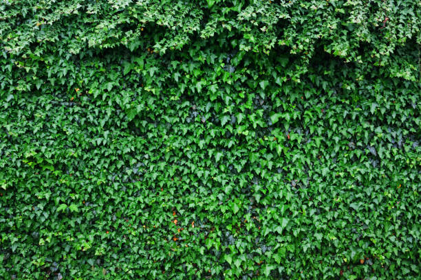 istock Wall of green ivy leaves 985815976
