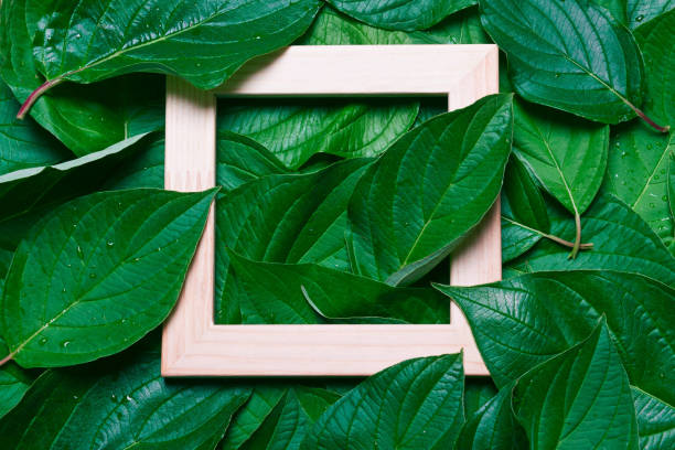 istock Frame of green leaves. 985816052