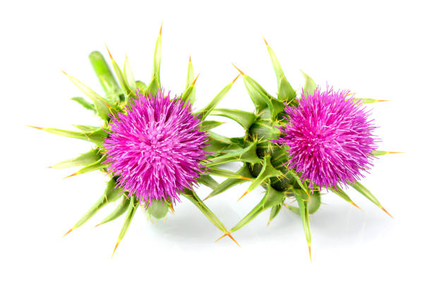Medical plants flowers.Milk thistle (Silybum marianum) isolated on white background.