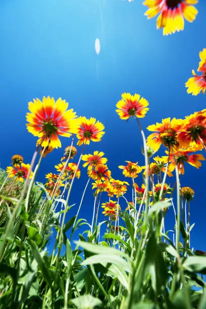 Beautiful flowers against the background of the sky, bottom view. Flower is Gaillardia pulchella 'Picta' also known as Blanket Flower.