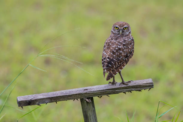 istock Burrowing owl on top of a post 985826116