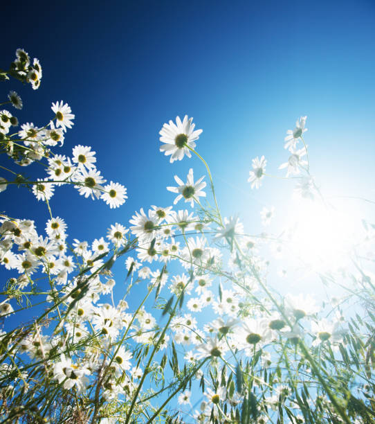 istock Bottom view of beautiful chamomile flowers with blue sky 985826146