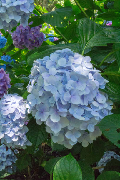 istock Hydrangea flower.Shot in Japan.close-up.People are not shown. 985830886