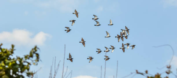 istock Low Angle View Of Birds Flying Against Sky 985831820