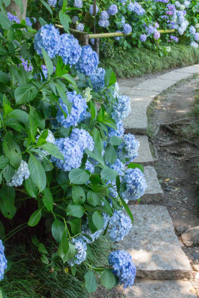 istock Hydrangea flower.Shot in Japan.close-up.People are not shown. 985833246