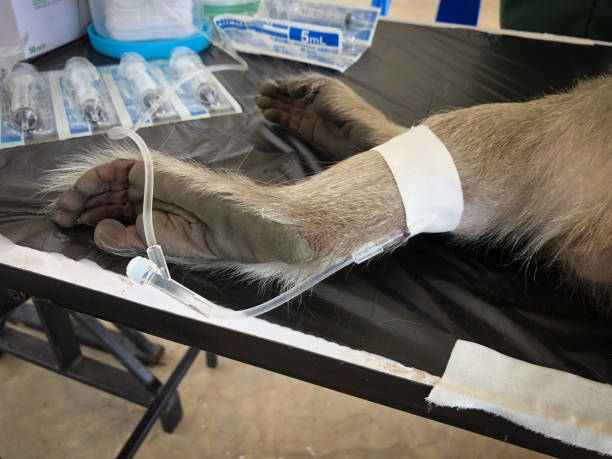 The sad monkey shows in the cage waiting for a body check.