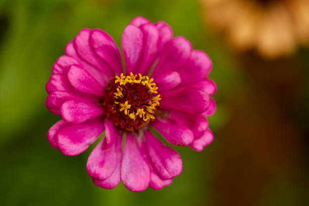 Close up pink zinnia violacea on blur background. on day noon light.