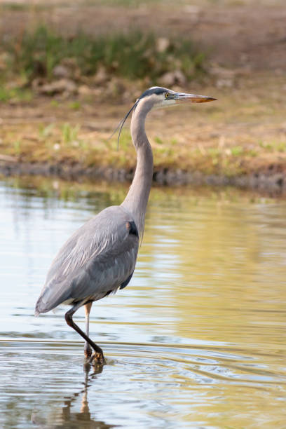 istock Great Blue Heron Hunting in Shallow Water 985852116