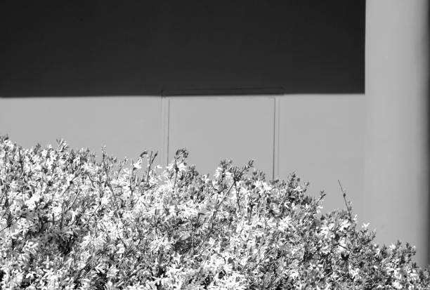 Bush in bloom against plaster wall in black and white. Bush in bloom against plaster wall in black and white. Seasonal natural background. 11189 stock pictures, royalty-free photos & images