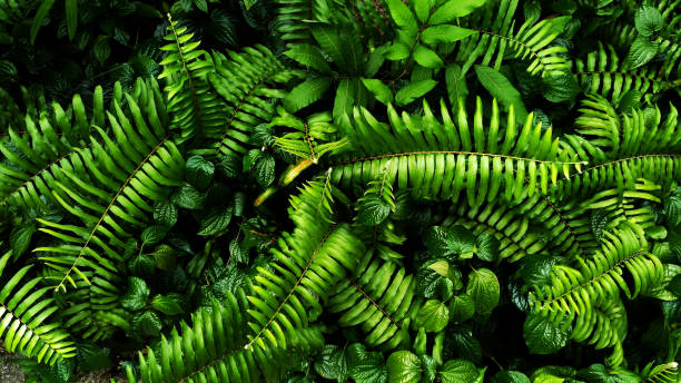 istock Vertical garden with tropical green leaf, contrast 985854938