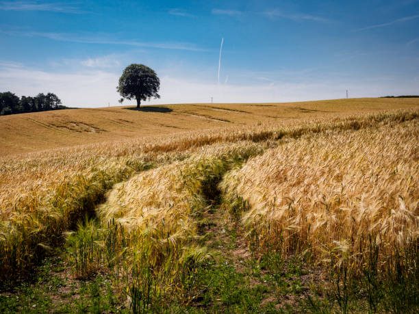 Field of Golden wheat under the blue sky and clouds in the Welsh Countryside