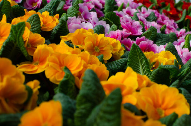 istock Colourful floral multicoloured primula flower background with copy space 985857836