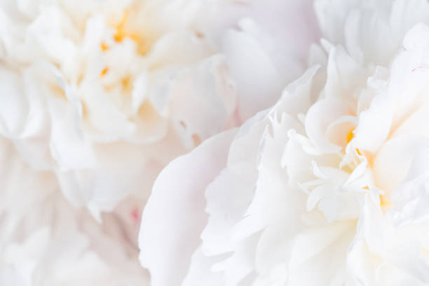 istock white peonies close-up. delicate floral background 985858842