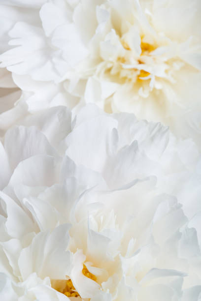 istock white peonies close-up. delicate floral background 985858906