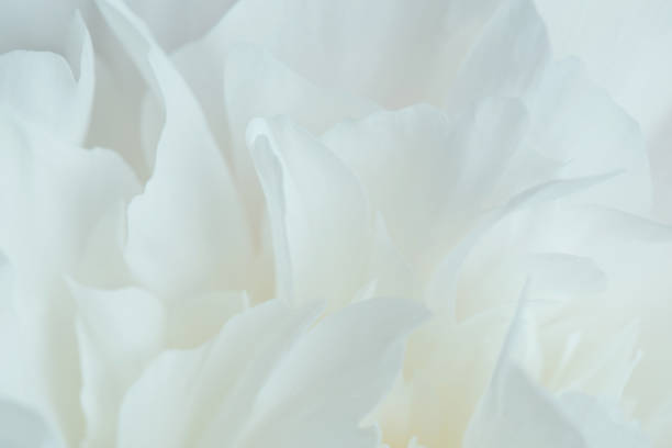 istock white peony petals close-up. delicate floral background 985859076