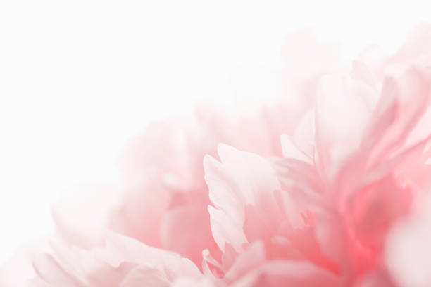 istock white peony petals close-up. delicate floral background 985859154