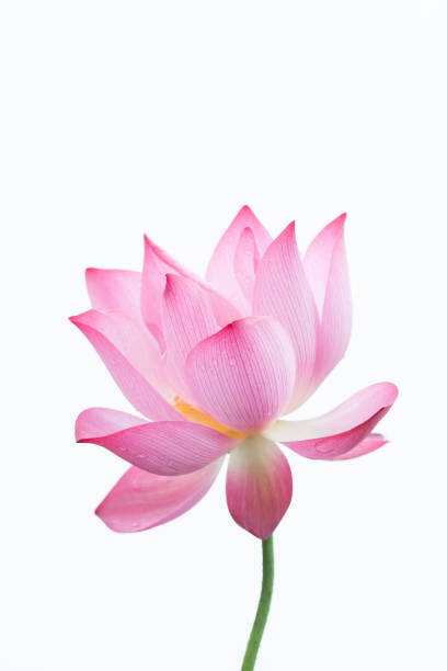 istock Lotus flower close-up 985859624