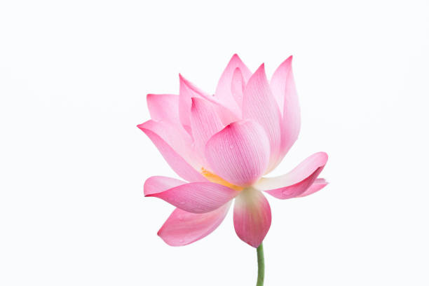 istock Lotus flower close-up 985860138