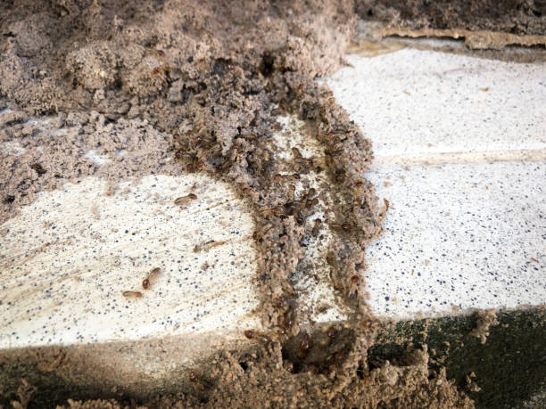 istock Termites destroy wood from soil problems in the home. 985860548