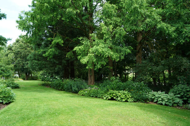 White Hydrangea Road (August 7, 2025, Naju Forest Resources Research Institute, Naju-si, Jeollanam-do, Korea)