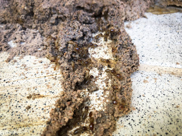 istock Termites destroy wood from soil problems in the home. 985861034