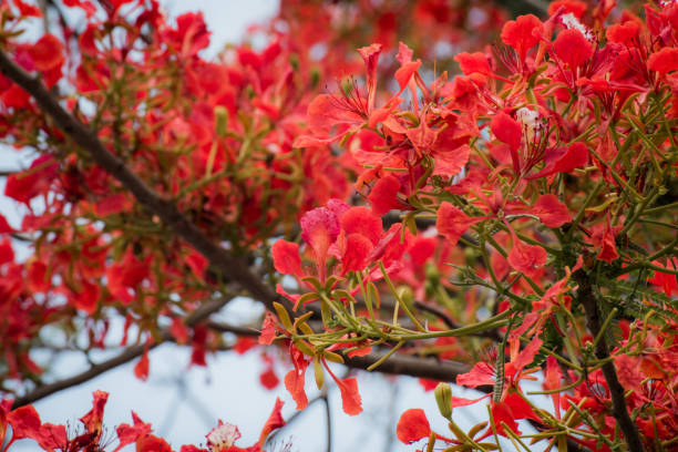 istock Peacock flowers ,Delonix regia in blossom 985865054