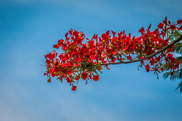 istock Peacock flowers ,Delonix regia in blossom 985865140