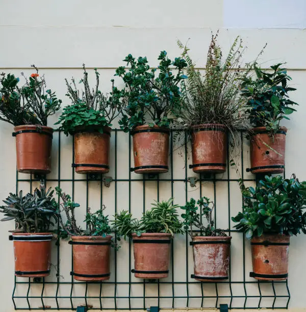 Photo of Many pots with plants on the outside wall of the house for decoration