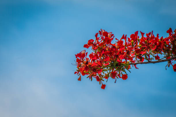 istock Peacock flowers ,Delonix regia in blossom 985865208