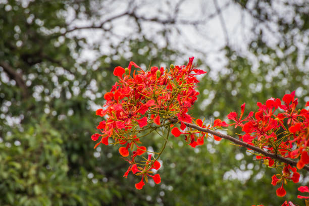 istock Peacock flowers ,Delonix regia in blossom 985865288