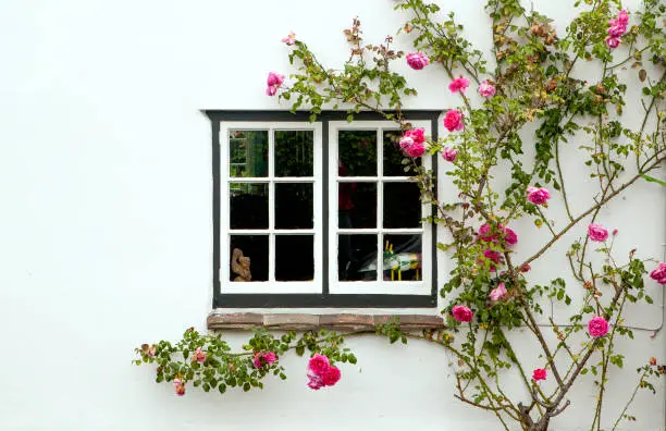 Roses growing onto a white wall and classic double pane window