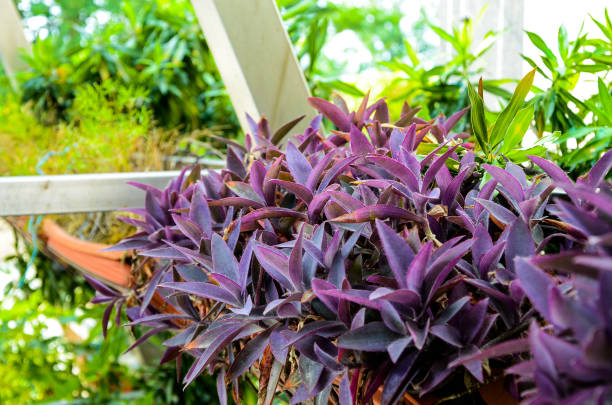 istock Purple Setcreasea in the park. 985865948
