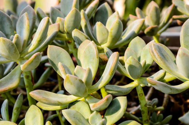 istock Paraguayan Graptopetalum, Peacock Echeveria. 985866230