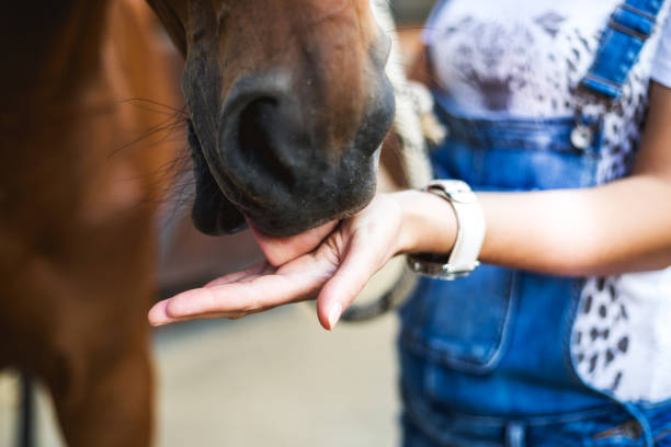 istock There is a bond between horse and rider 985866388
